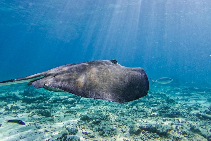 Snorkeling adventure in Tulum, Mexico, featuring sea turtles, coral reefs, and Mayan ruins, photo 10 | wizardtrip