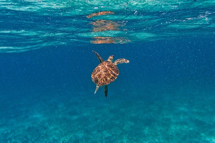 Snorkeling adventure in Tulum, Mexico, featuring sea turtles, coral reefs, and Mayan ruins, photo 11 | wizardtrip