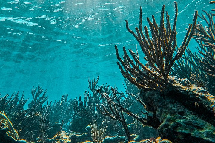 Snorkeling adventure in Tulum, Mexico, featuring sea turtles, coral reefs, and Mayan ruins, photo 12 | wizardtrip