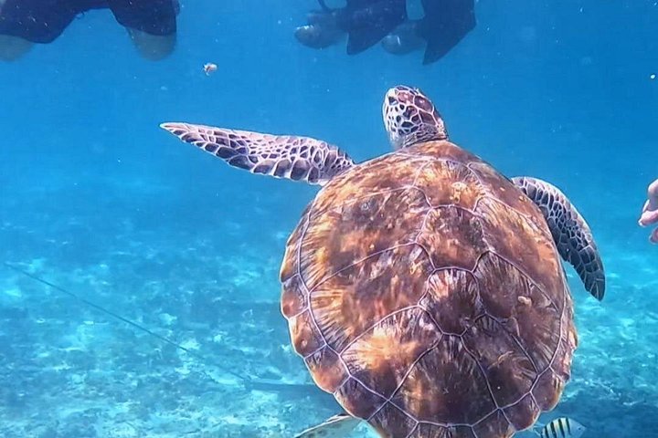 Snorkeling adventure in Tulum, Mexico, featuring sea turtles, coral reefs, and Mayan ruins, photo 13 | wizardtrip
