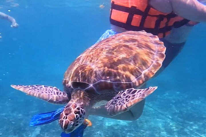 Snorkeling adventure in Tulum, Mexico, featuring sea turtles, coral reefs, and Mayan ruins, photo 15 | wizardtrip