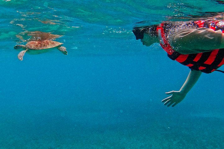 Snorkeling adventure in Tulum, Mexico, featuring sea turtles, coral reefs, and Mayan ruins, photo 22 | wizardtrip