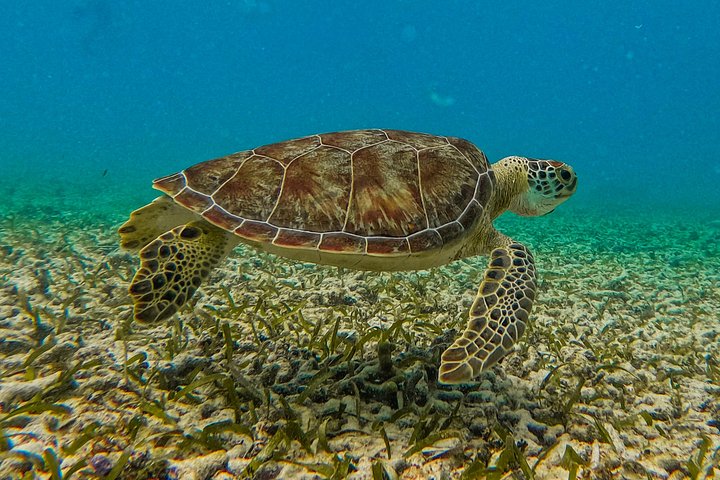 Snorkeling adventure in Tulum, Mexico, featuring sea turtles, coral reefs, and Mayan ruins, photo 24 | wizardtrip