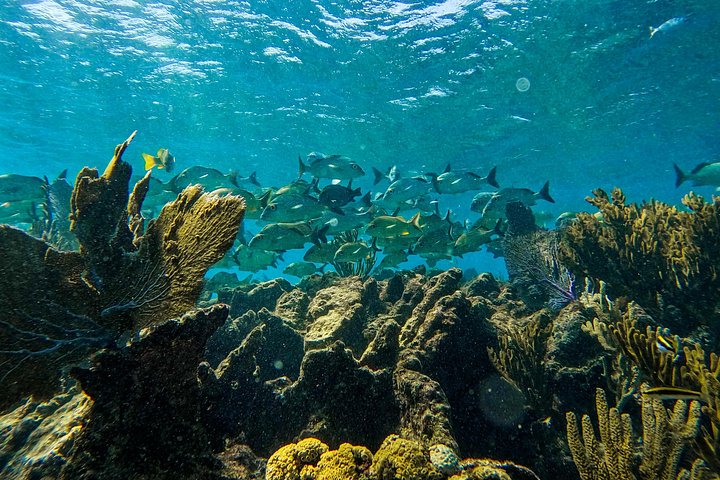 Snorkeling adventure in Tulum, Mexico, featuring sea turtles, coral reefs, and Mayan ruins, photo 25 | wizardtrip
