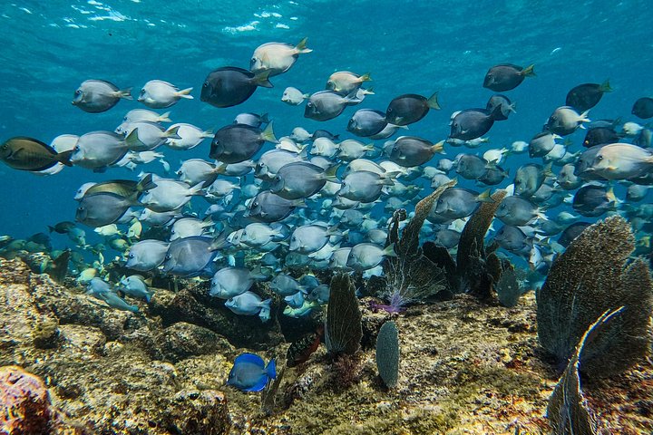 Snorkeling adventure in Tulum, Mexico, featuring sea turtles, coral reefs, and Mayan ruins, photo 26 | wizardtrip