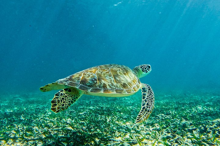Snorkeling adventure in Tulum, Mexico, featuring sea turtles, coral reefs, and Mayan ruins, photo 27 | wizardtrip