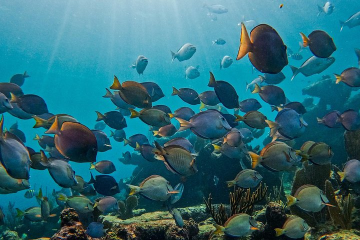 Snorkeling adventure in Tulum, Mexico, featuring sea turtles, coral reefs, and Mayan ruins, photo 28 | wizardtrip