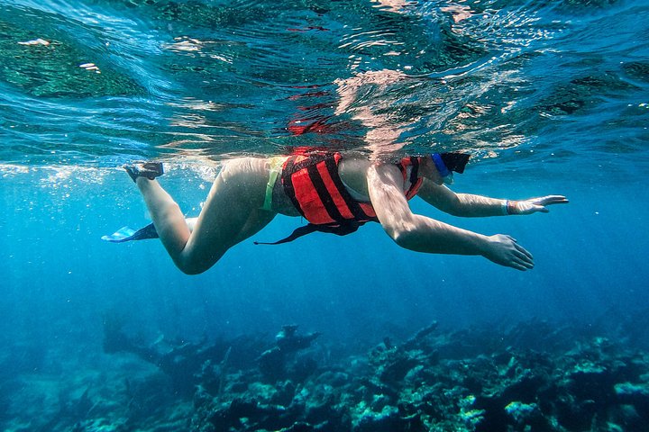 Snorkeling adventure in Tulum, Mexico, featuring sea turtles, coral reefs, and Mayan ruins, photo 29 | wizardtrip