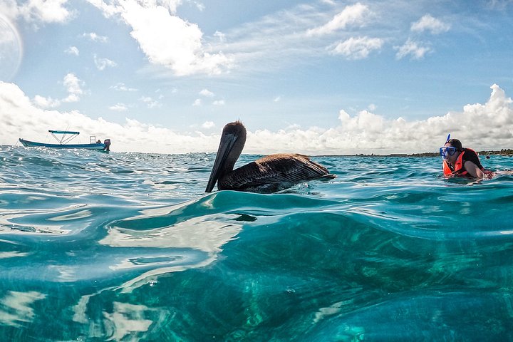 Snorkeling adventure in Tulum, Mexico, featuring sea turtles, coral reefs, and Mayan ruins, photo 30 | wizardtrip