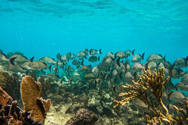 Snorkeling adventure in Tulum, Mexico, featuring sea turtles, coral reefs, and Mayan ruins, photo 31 | wizardtrip