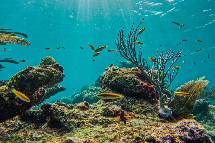 Snorkeling adventure in Tulum, Mexico, featuring sea turtles, coral reefs, and Mayan ruins, photo 32 | wizardtrip