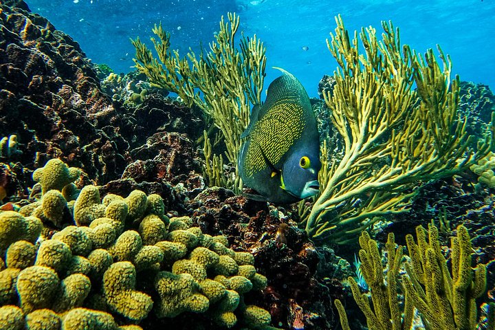 Snorkeling adventure in Tulum, Mexico, featuring sea turtles, coral reefs, and Mayan ruins, photo 33 | wizardtrip