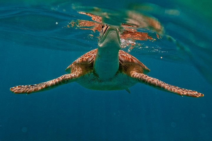 Snorkeling adventure in Tulum, Mexico, featuring sea turtles, coral reefs, and Mayan ruins, photo 36 | wizardtrip
