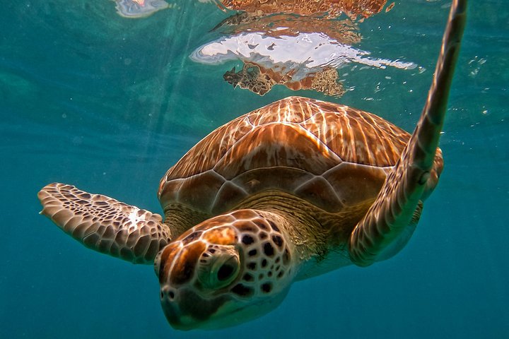 Snorkeling adventure in Tulum, Mexico, featuring sea turtles, coral reefs, and Mayan ruins, photo 37 | wizardtrip