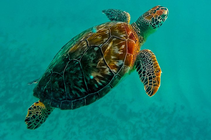 Snorkeling adventure in Tulum, Mexico, featuring sea turtles, coral reefs, and Mayan ruins, photo 38 | wizardtrip