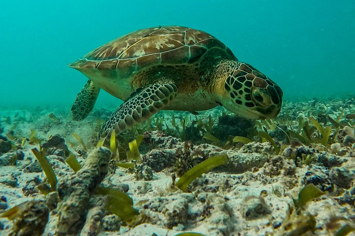 Snorkeling adventure in Tulum, Mexico, featuring sea turtles, coral reefs, and Mayan ruins, photo 39 | wizardtrip