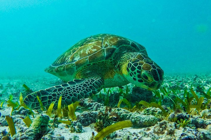 Snorkeling adventure in Tulum, Mexico, featuring sea turtles, coral reefs, and Mayan ruins, photo 40 | wizardtrip