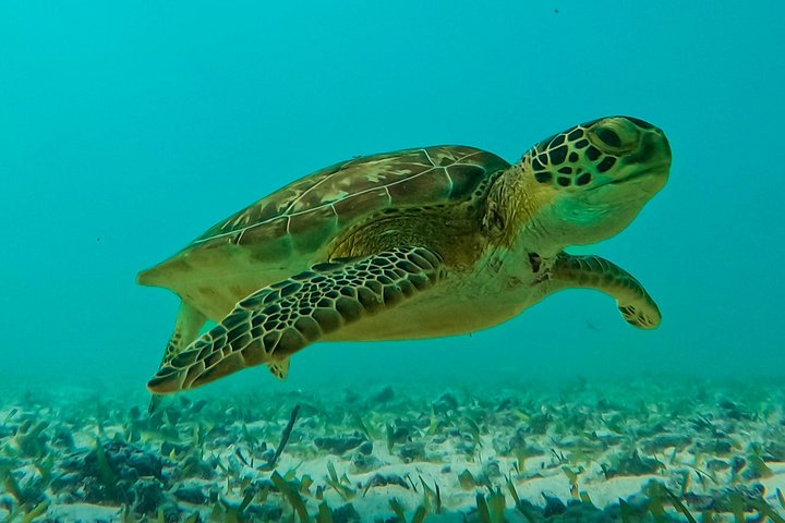 Snorkeling adventure in Tulum, Mexico, featuring sea turtles, coral reefs, and Mayan ruins, photo 41 | wizardtrip
