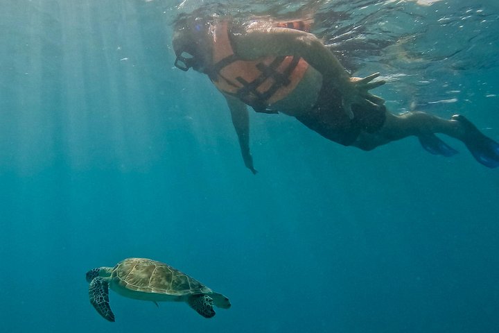 Snorkeling adventure in Tulum, Mexico, featuring sea turtles, coral reefs, and Mayan ruins, photo 42 | wizardtrip