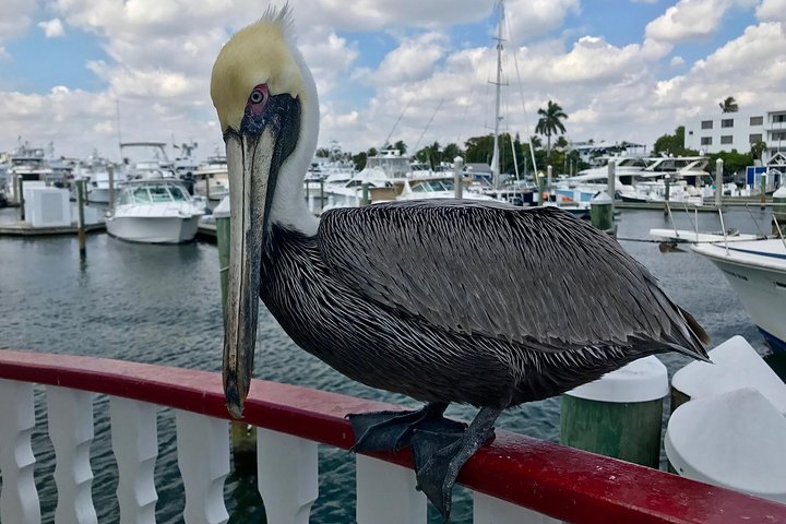 Guidad sightseeingkryssning på Jungle Queen Riverboat i Fort Lauderdale, med herrgårdar och yachter, foto 17 | wizardtrip
