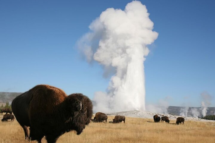 Heldagstur med guide i Yellowstone | wizardtrip