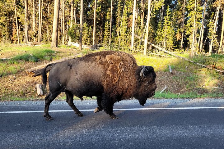 Udforsk Yellowstones naturlige vidundere, inklusive gejsere, kløfter og dyreliv, på en guidet heldagstur, foto 14 | wizardtrip