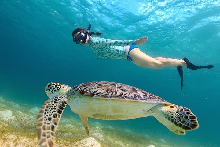 Luxury catamaran snorkeling and beach excursion in Providenciales, Turks & Caicos, photo 13 | wizardtrip