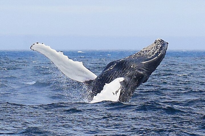 St. John's Exclusive Whale Watching, Seabird & Iceberg Tours | wizardtrip