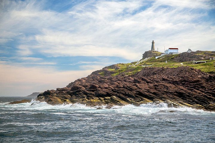 Bootstour ab St. John's, Kanada, mit Walen, Eisbergen und Seevögeln, Foto 6 | wizardtrip