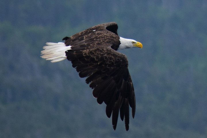 Bootstour ab St. John's, Kanada, mit Walen, Eisbergen und Seevögeln, Foto 7 | wizardtrip