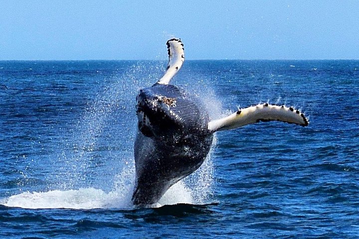 Bootstour ab St. John's, Kanada, mit Walen, Eisbergen und Seevögeln, Foto 8 | wizardtrip