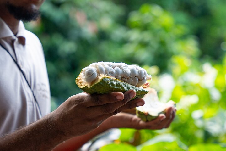 Project Chocolat Tree to Bar Tour bij Hotel Chocolat Saint Lucia | wizardtrip