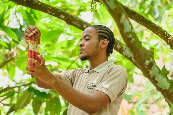 Experience the 'Tree to Bar' chocolate tour at Hotel Chocolat in Saint Lucia, from cacao groves to chocolate making, photo 2 | wizardtrip