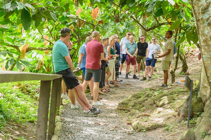 Experience the 'Tree to Bar' chocolate tour at Hotel Chocolat in Saint Lucia, from cacao groves to chocolate making, photo 5 | wizardtrip