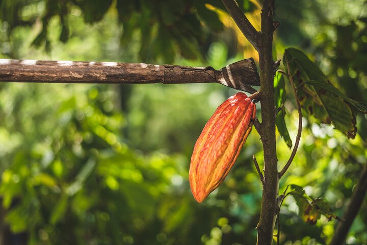Experience the 'Tree to Bar' chocolate tour at Hotel Chocolat in Saint Lucia, from cacao groves to chocolate making, photo 7 | wizardtrip