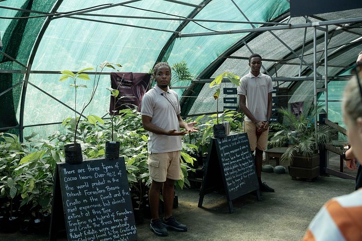 Experience the 'Tree to Bar' chocolate tour at Hotel Chocolat in Saint Lucia, from cacao groves to chocolate making, photo 8 | wizardtrip