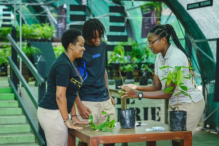 Experience the 'Tree to Bar' chocolate tour at Hotel Chocolat in Saint Lucia, from cacao groves to chocolate making, photo 10 | wizardtrip