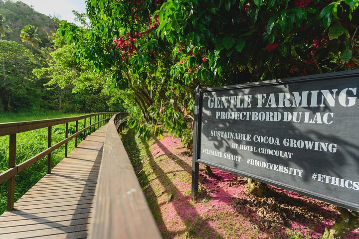 Experience the 'Tree to Bar' chocolate tour at Hotel Chocolat in Saint Lucia, from cacao groves to chocolate making, photo 28 | wizardtrip