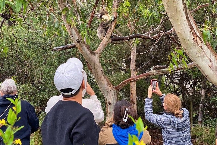 Naturskön ekotur i liten grupp längs Australiens Great Ocean Road från Melbourne, med kustutsikt och vilda djur, foto 6 | wizardtrip