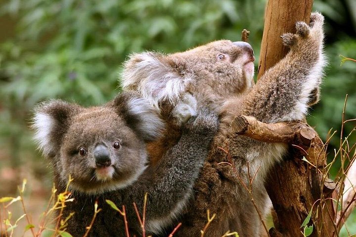 Naturskön ekotur i liten grupp längs Australiens Great Ocean Road från Melbourne, med kustutsikt och vilda djur, foto 7 | wizardtrip