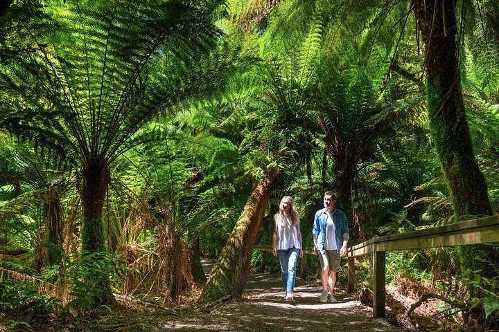 Naturskön ekotur i liten grupp längs Australiens Great Ocean Road från Melbourne, med kustutsikt och vilda djur, foto 9 | wizardtrip