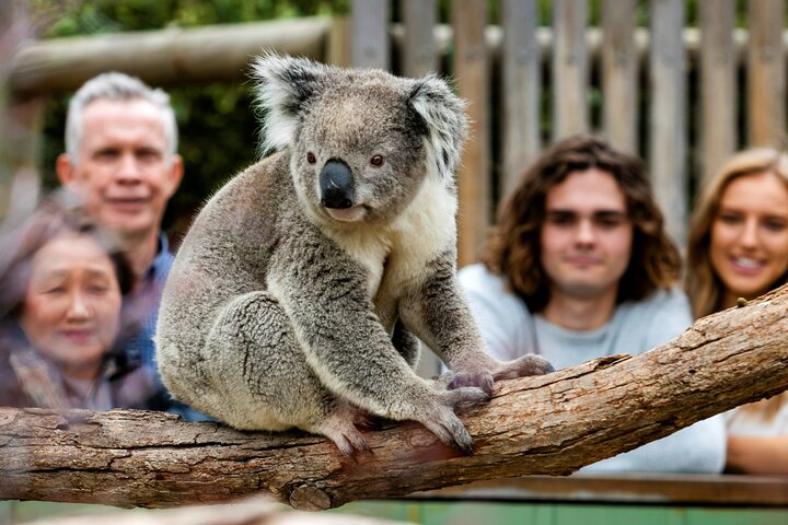 Dagstur til Phillip Island fra Melbourne for at se Pingvinparaden og australsk dyreliv, foto 6 | wizardtrip