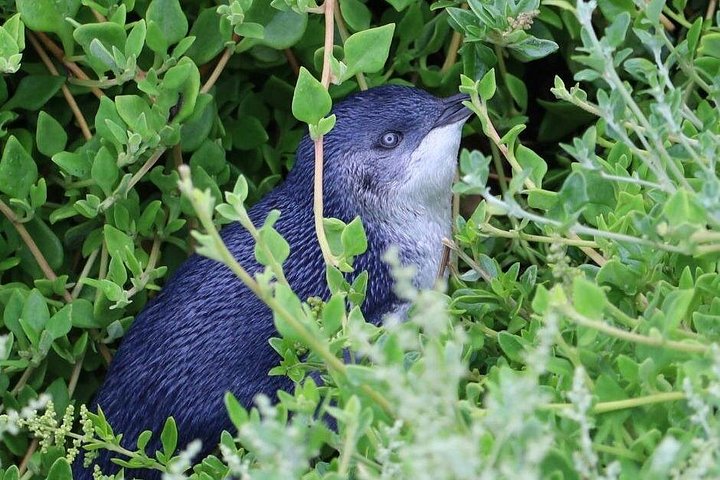 Dagstur til Phillip Island fra Melbourne for at se Pingvinparaden og australsk dyreliv, foto 14 | wizardtrip