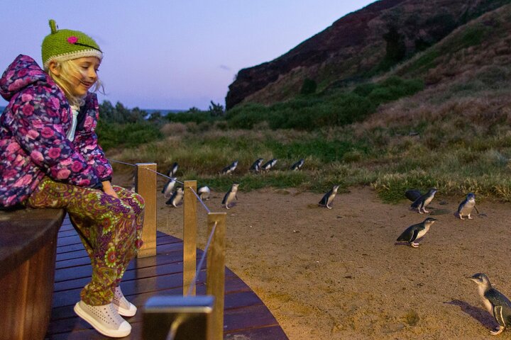Dagstur til Phillip Island fra Melbourne for at se Pingvinparaden og australsk dyreliv, foto 15 | wizardtrip
