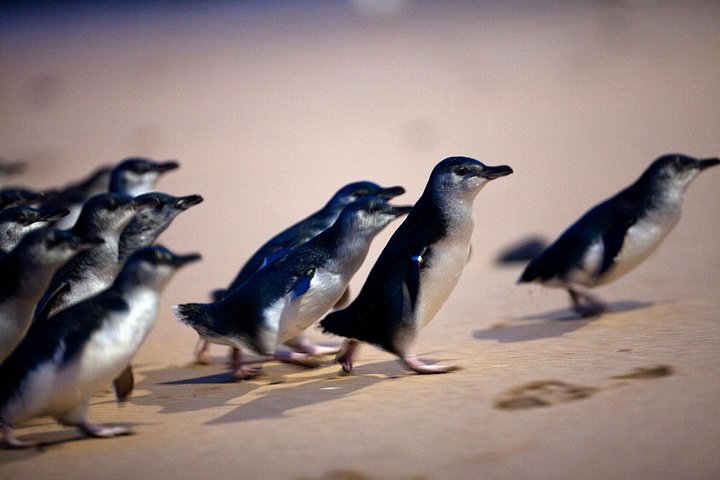 Dagstur til Phillip Island fra Melbourne for at se Pingvinparaden og australsk dyreliv, foto 16 | wizardtrip