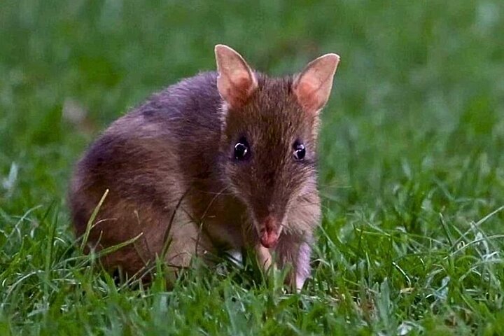 Dagstur til Phillip Island fra Melbourne for at se Pingvinparaden og australsk dyreliv, foto 17 | wizardtrip