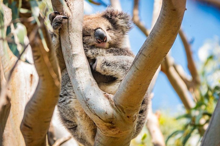 Viste panoramiche della Great Ocean Road, dei Dodici Apostoli e dei paesaggi costieri in un tour al tramonto da Melbourne, foto 6 | wizardtrip
