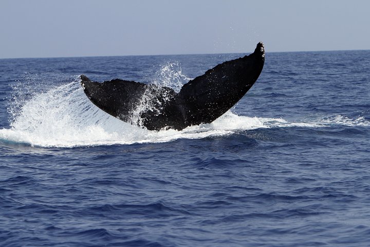 Big Island: Hvalsafari i Zodiac-båd | wizardtrip