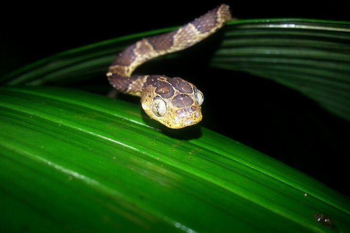 Tour notturno a piedi a Monteverde, Costa Rica, osservando la fauna selvatica notturna, foto 6 | wizardtrip