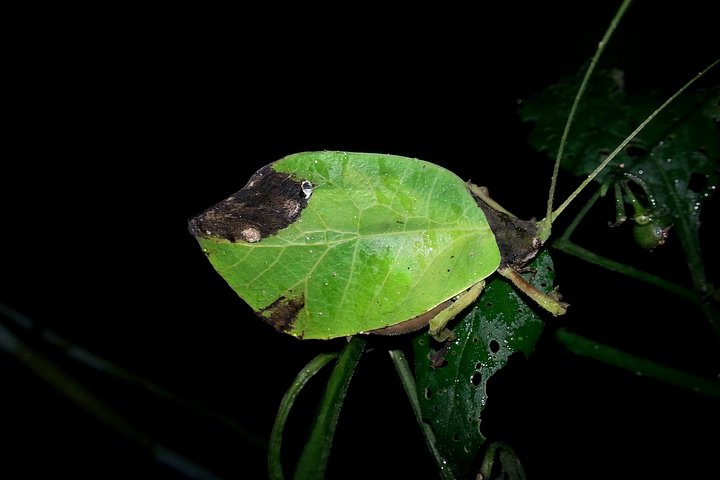 Tour notturno a piedi a Monteverde, Costa Rica, osservando la fauna selvatica notturna, foto 7 | wizardtrip